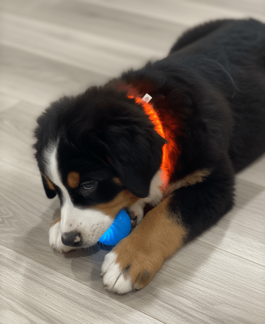 Balle Interactive Électrique AppyPaw – Anti - Ennui pour Chiens & Chats - AppyPaw