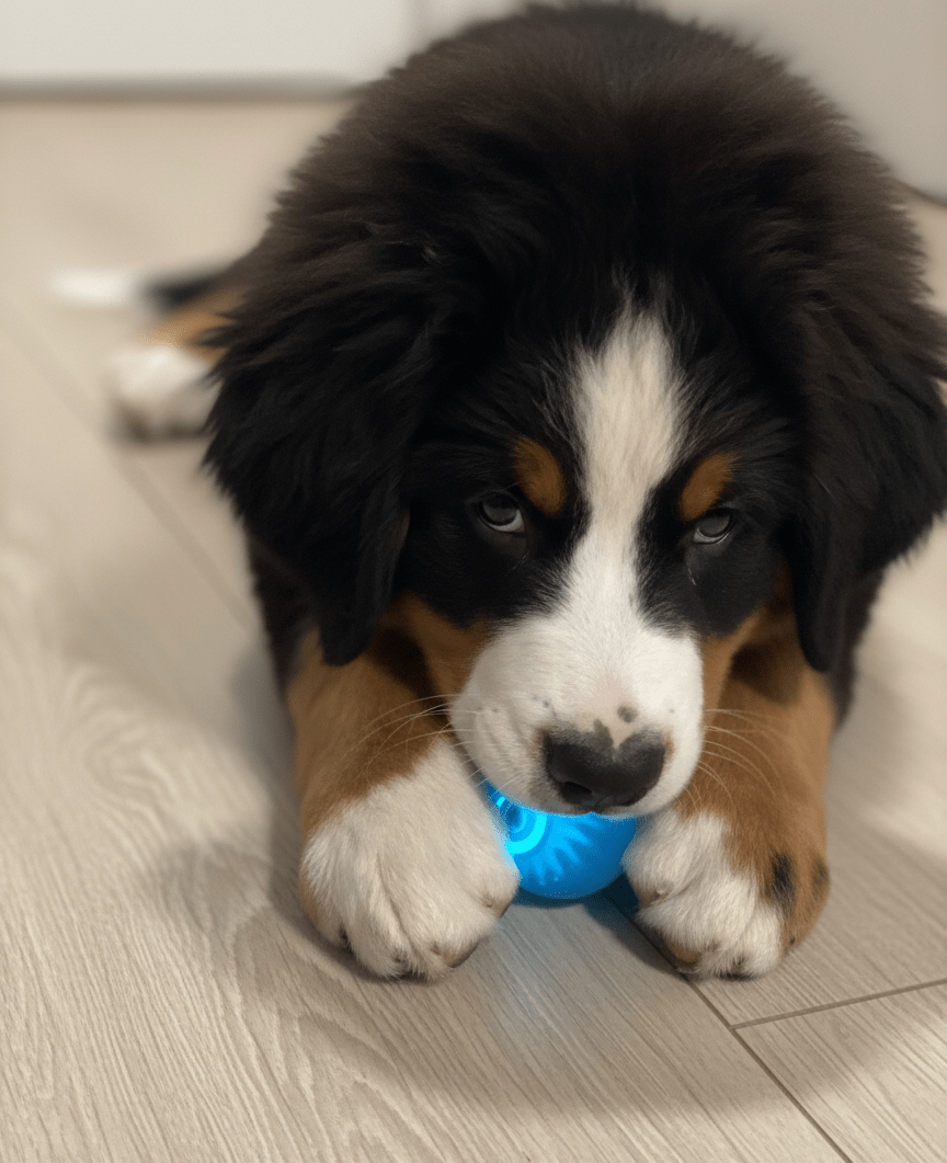 Balle Interactive Électrique AppyPaw – Anti - Ennui pour Chiens & Chats - AppyPaw